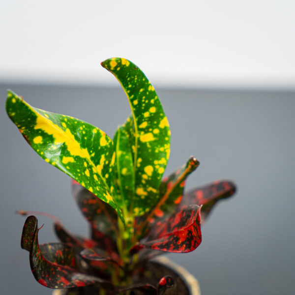 codiaeum-mammi-baby-kroton codiaeum-mammi-baby-kroton