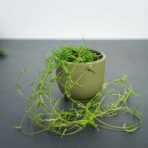 ceropegia-linearis