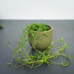 ceropegia-linearis