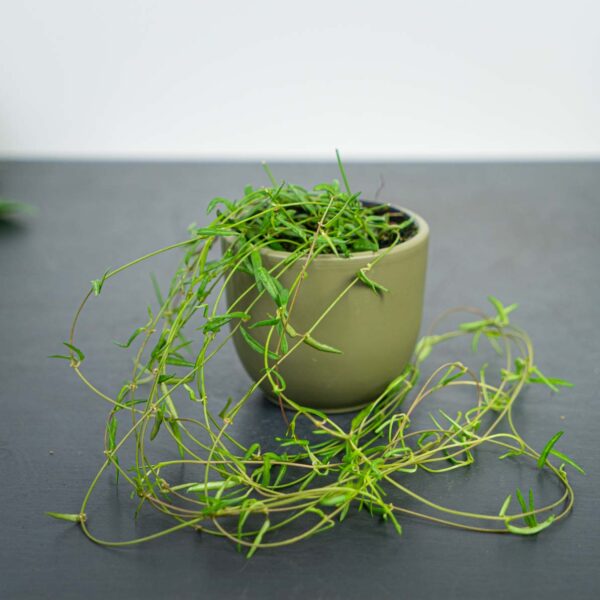 ceropegia-linearis ceropegia-linearis