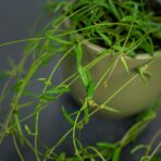ceropegia-linearis