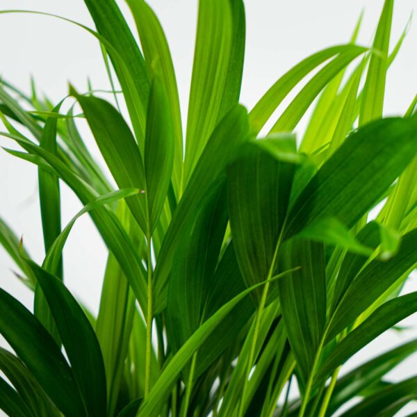 areka-palma-dypsis-lutescens areka-palma-dypsis-lutescens