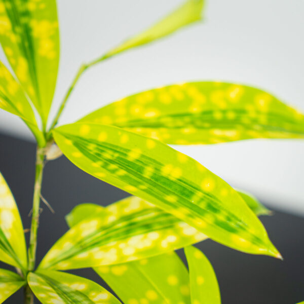 dracena-surculosa-mike dracena-surculosa-mike