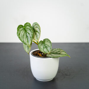 philodendron-brandtianum