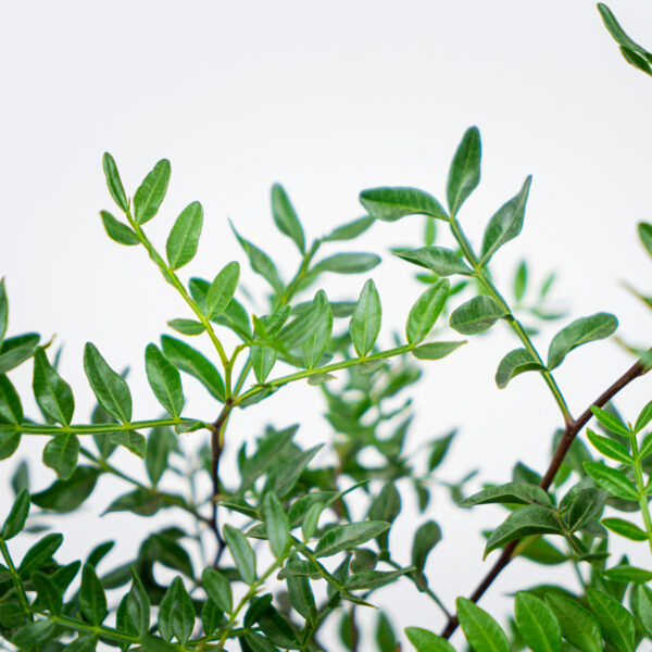 pistacja-kleista-drzewo-mastyksowe-pistacia-lentiscus pistacja-kleista-drzewo-mastyksowe-pistacia-lentiscus