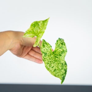 syngonium-mottled-mojito