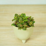 fittonia-red-vein