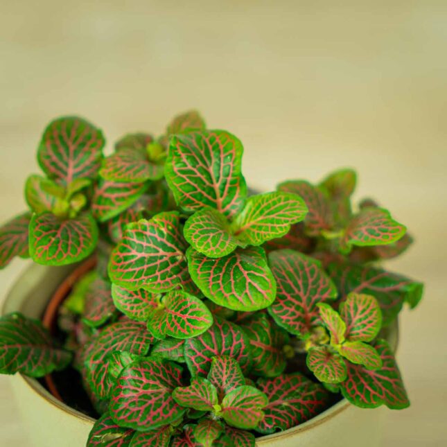 fittonia-red-vein (2) fittonia-red-vein