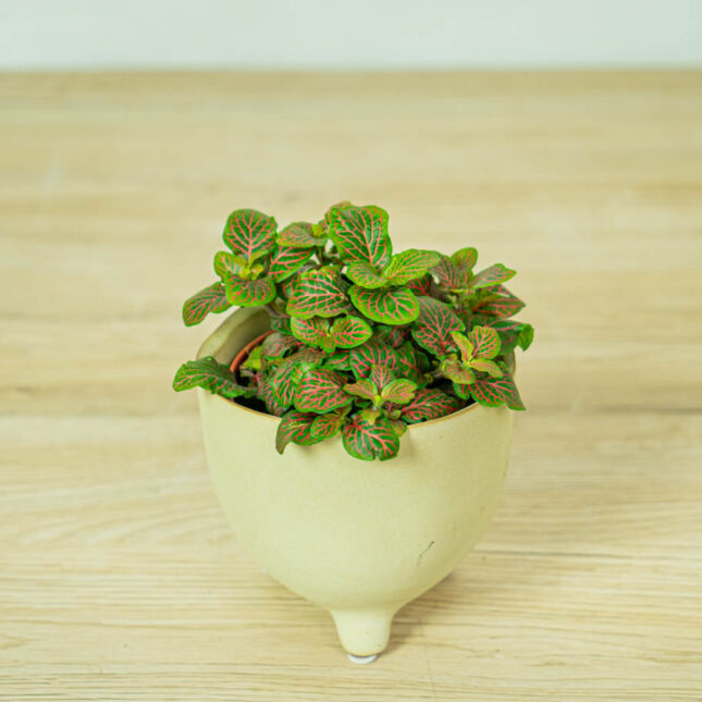 fittonia-red-vein fittonia-red-vein