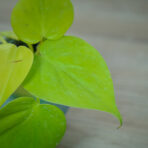philodendron-scandens-lemon-lime-baby