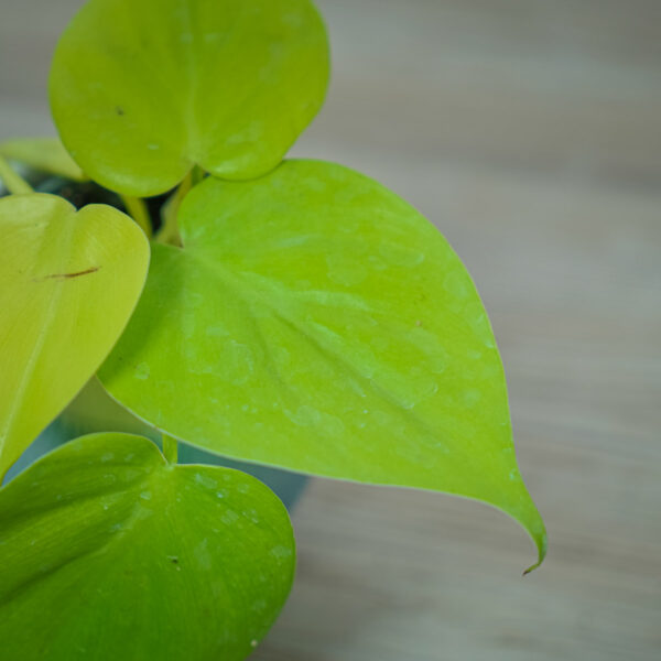 philodendron-scandens-lemon-lime-baby (2) philodendron-scandens-lemon-lime-baby