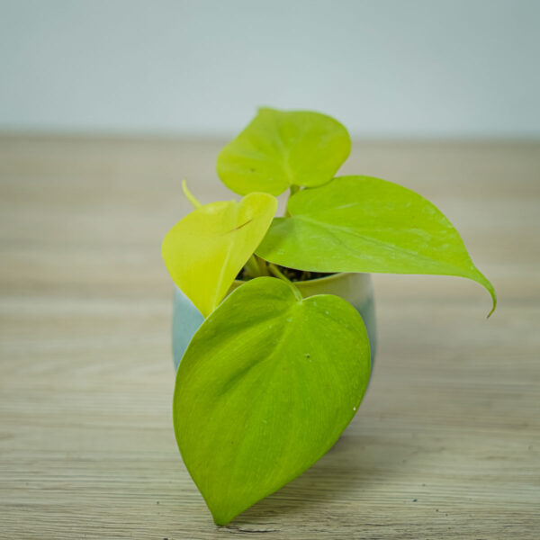 philodendron-scandens-lemon-lime-baby philodendron-scandens-lemon-lime-baby