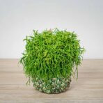 rhipsalis-baccifera-oasis-patyczak