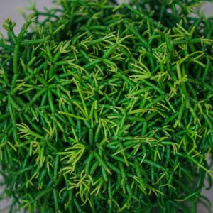 rhipsalis-baccifera-oasis-patyczak