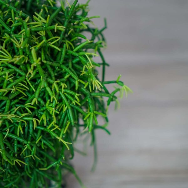 rhipsalis-baccifera-oasis-patyczak (3) rhipsalis-baccifera-oasis-patyczak