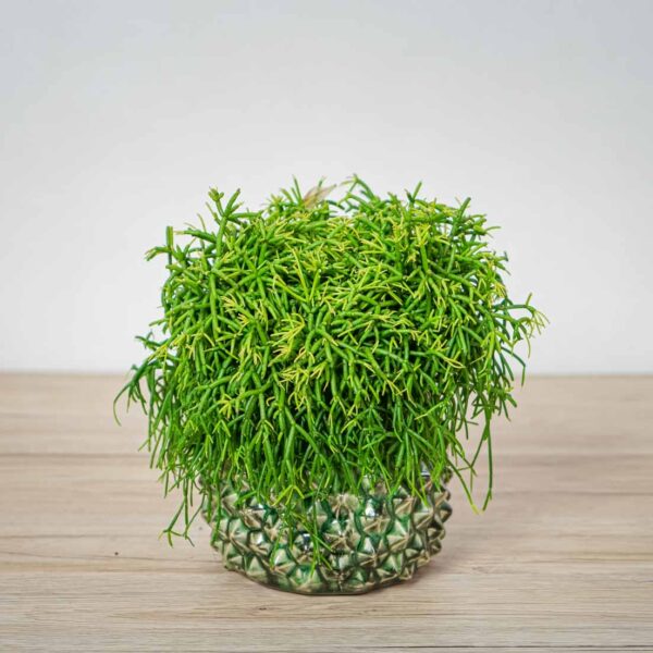 rhipsalis-baccifera-oasis-patyczak rhipsalis-baccifera-oasis-patyczak