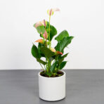 anthurium-joli-pulse