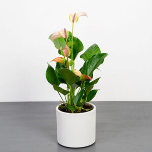 anthurium-joli-pulse