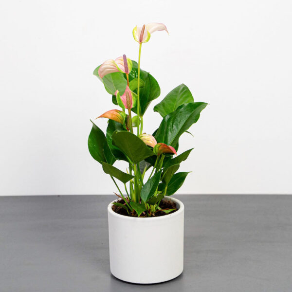 anthurium-joli-pulse anthurium-joli-pulse