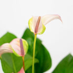 anthurium-joli-pulse
