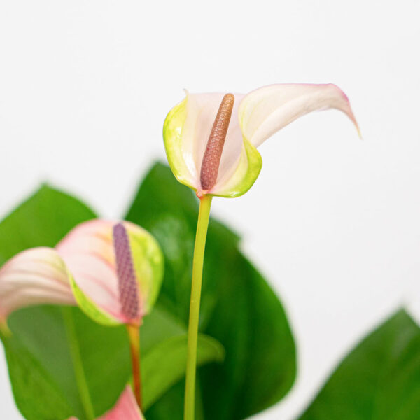 anthurium-joli-pulse anthurium-joli-pulse