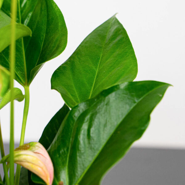 anthurium-joli-pulse anthurium-joli-pulse