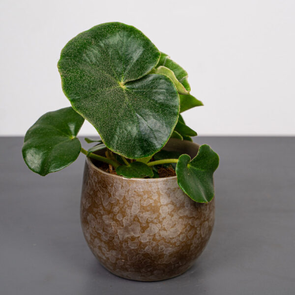 begonia-venosa