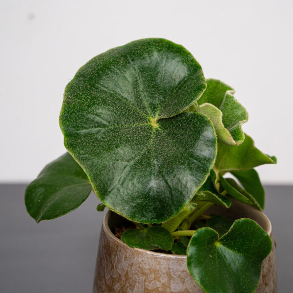 begonia-venosa begonia-venosa