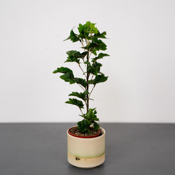 polyscias-roble-baby polyscias-roble-baby
