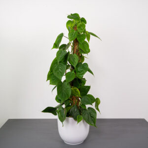 philodendron-scandens-na-paliku