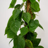Philodendron scanden na paliku
