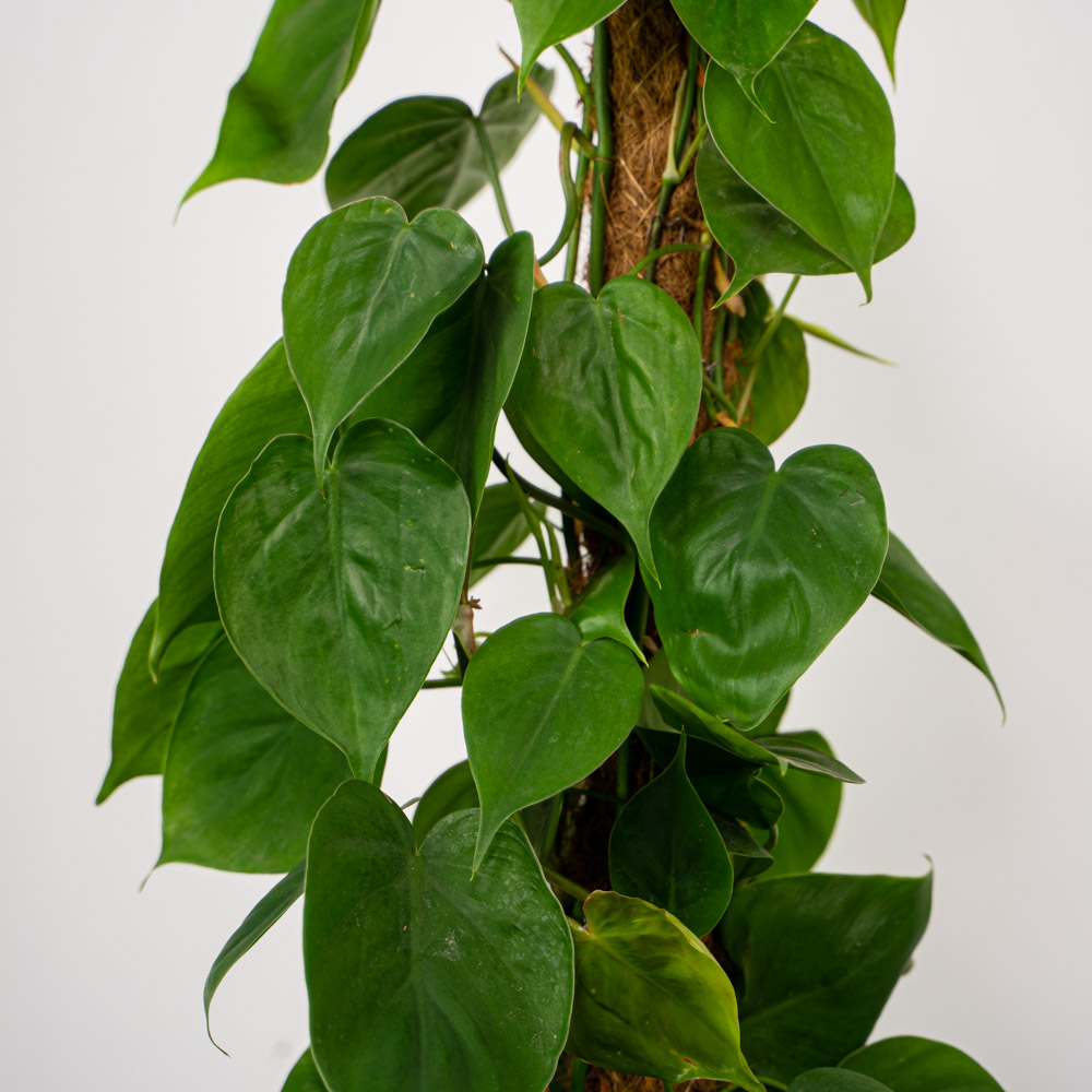 Philodendron scandens na paliku