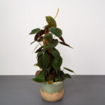 philodendron-micans-na-paliku
