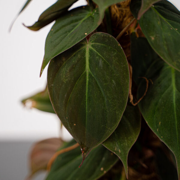 philodendron-micans-na-paliku philodendron-micans-na-paliku