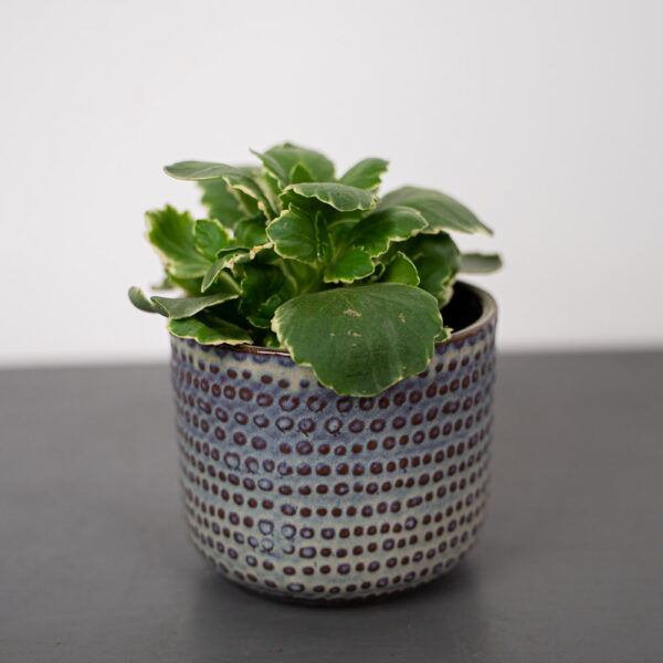kalanchoe-blossfeldiana-variegata-baby
