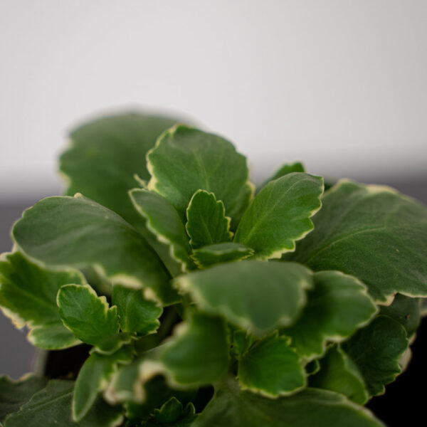 kalanchoe-blossfeldiana-variegata-baby kalanchoe-blossfeldiana-variegata-baby