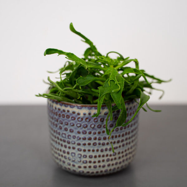 kalanchoe-laciniata-baby kalanchoe-laciniata-baby