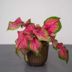 caladium-sweetheart