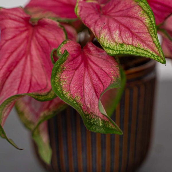 caladium-sweetheart caladium-sweetheart