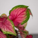 caladium-sweetheart