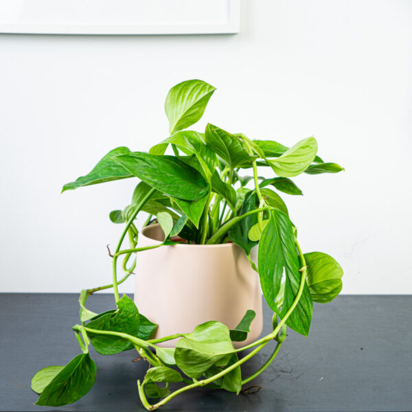 monstera-pinnatipartita monstera-pinnatipartita