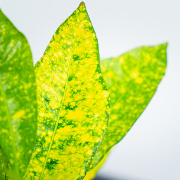codiaeum-gold-sun-kroton codiaeum-gold-sun-kroton
