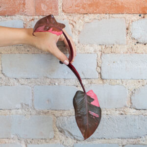 philodendron-pink-princess-sadzonka