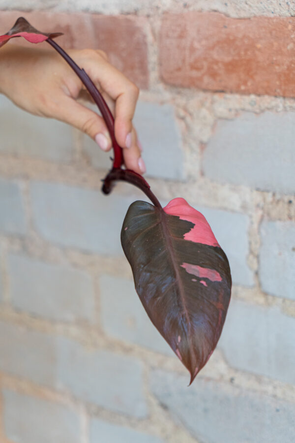 philodendron-pink-princess-sadzonka philodendron-pink-princess-sadzonka