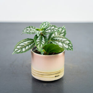 pilea-cadierei-baby