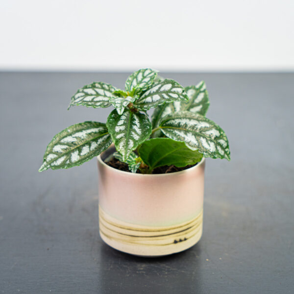 pilea-cadierei-baby pilea-cadierei-baby
