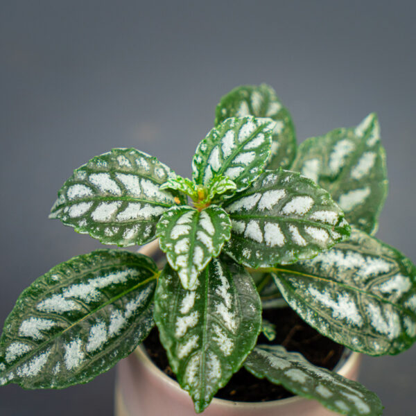 pilea-cadierei-baby pilea-cadierei-baby