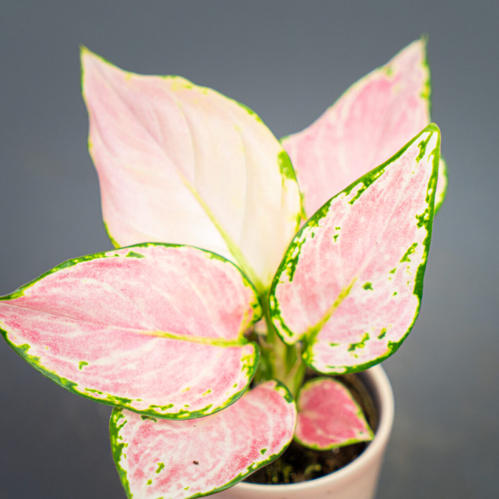 aglaonema-geely-red-baby