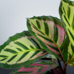 calathea-roseopicta-cora