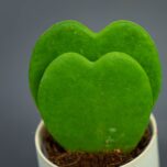 hoya-kerrii-baby-podwojne-serce